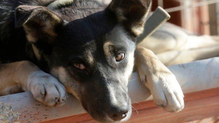 <p>ABD'li ve İngiliz bilim insanlarının bulduğu bulgulara göre, "insanın en iyi dostu" olarak anılan köpeklerin insanlara sevimli gelmesinin nedeni evrim.</p>

