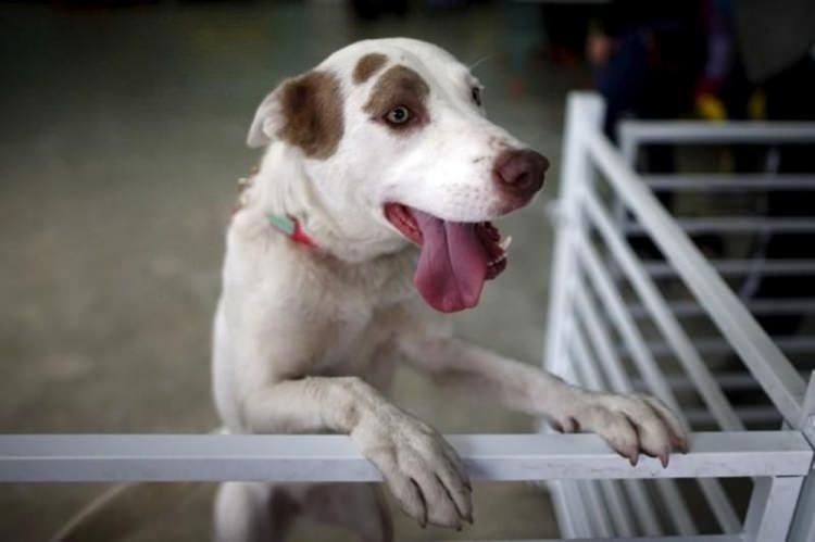 <p>Araştırmacılar, köpeklerin özellikle insanlara sevimli gelen üzgün ifadeye bürünmelerini sağlayan göz çevresindeki kaslarının evrim sonucu zaman içerisinde ortaya çıktığını belirledi.</p>

