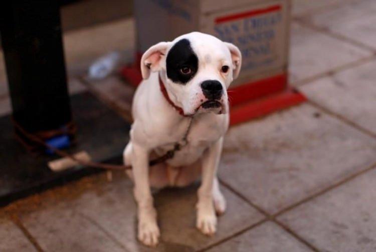 <p>Aynı araştırmaya göre, köpeklerin kaşlarını kaldırmalarını sağlayan bu kaslar, köpeklerin ataları olan kurtlarda bulunmuyor.</p>
