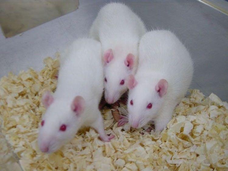 <p><strong>KOBAYLAR NE İ&Ccedil;İN KULLANILIR?</strong></p>

<p>Kobaylar ya da hintdomuzları artık neredeyse hi&ccedil; deney hayvanı olarak kullanılmıyor ama Perulular bunlardan her yıl yaklaşık 65 milyon adet t&uuml;ketiyor. .Ayrıca Kolombiya, Bolivya ve Ekvador&rsquo;da da yeniyor.</p>
