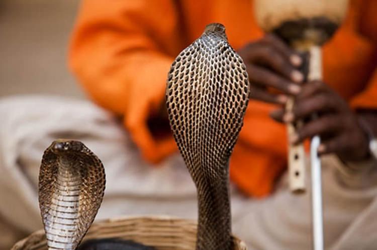 <p><strong>Yılanları en &ccedil;ok hangi m&uuml;zik cezbeder?</strong></p>

<p>Onlar i&ccedil;in fark etmez. Yılan oynatma numaralarında kobralar fl&uuml;t&uuml;n g&ouml;r&uuml;nt&uuml;s&uuml;ne tepki verir, sesine değil. Yılanlar kesinlikle sağır olmamalarına rağmen m&uuml;ziği tam olarak &ldquo;duymazlar.&rdquo; Yılanların dışarıda bir kulak ya da kulak zarları yoktur fakat &ccedil;eneleri ve karın kasları sayesinde yerden aldıkları titreşimleri hissedebilirler.</p>
