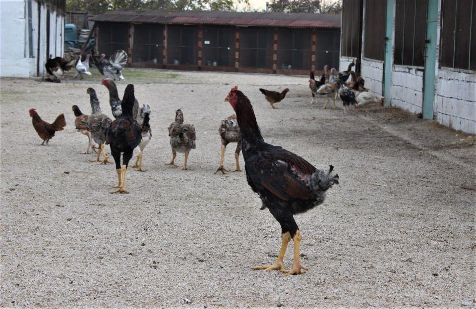 <p>Şunu gururla söyleyebilirim, Türk ırkı olan Osmanlı sultan tavuğunu Türkiye’ye biz getirdik. </p>