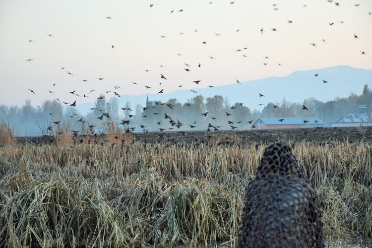 <p>Muş'ta görev yapan fotoğraf tutkunu öğretmen Halil İbrahim Alagöz, bugüne kadar Muş Ovası'ndaki sulak alanlarda 150 kuş türünü fotoğrafladı. </p>
