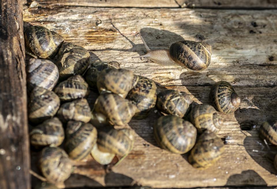 <p>Salyangoz yetiştiriciliği için tahsis ettiği yerin genişliğinin 1000 metrekare olduğunu dile getiren Kıray, burada yılda 15 ile 20 ton arasında salyangoz üretildiğini aktardı.</p>

<p> </p>
