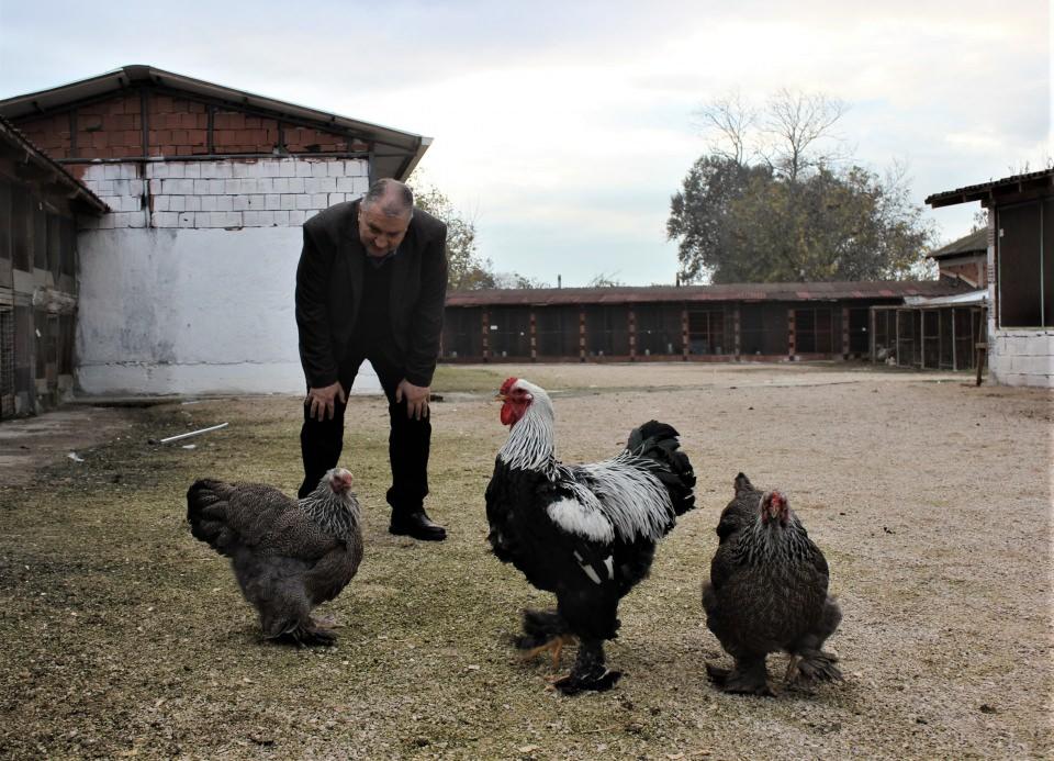 <p>Türkiye’nin sayılı süs tavuğu yetiştiricilerinden olan girişimci dünyanın farklı ülkelerinden süs tavuğu yumurtaları getirip ürettiği tavukları şimdi dünyaya satıyor.</p>
