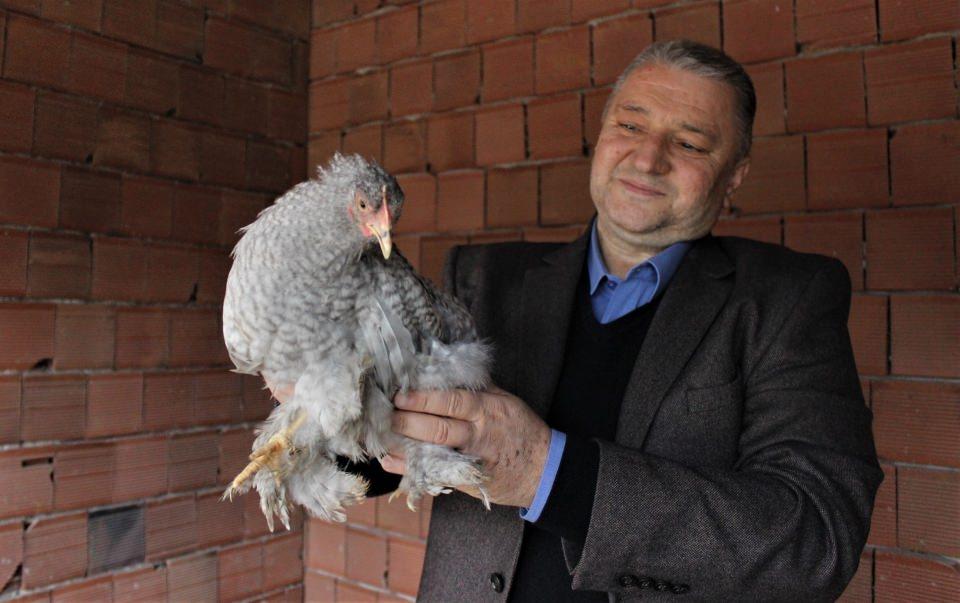 <p>Sonra bu duruma geldi. Süs tavuğu olarak 70 çeşit süs tavuğu beslemekteyim. Bu tavukların ekserisini yurt dışından getirttim.</p>