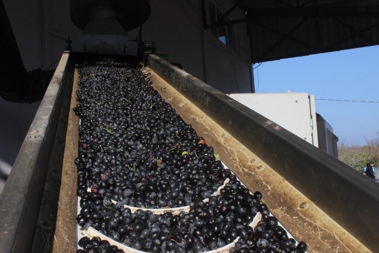 <p>Geçtiğimiz yıl 1 ton 500 kilo yağ çıkarttık.</p>
