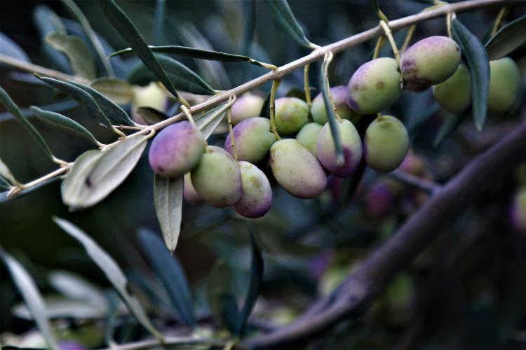 <p>Bayır, ilçede 80 bin dekar alanda zeytin ağacı dikilecek yerin bulunduğunu, gelecek yıllarda Mut zeytin ve zeytinyağının daha iyi noktalara geleceğini kaydetti.</p>
