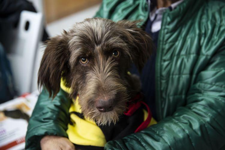 <p>Kalecik ilçesindeki köy evine giderken yol kenarında bir çeşmenin yanında terk edilmiş halde bulduğu köpeği 9 ay önce sahiplenen Hüdaverdi, tüylerinin tamamını dikenlerin kaplamasından dolayı başka renge bürünen ve hastalığı sebebiyle yürüyemeyen köpeğin tedavi masraflarını üstlendi.</p>
