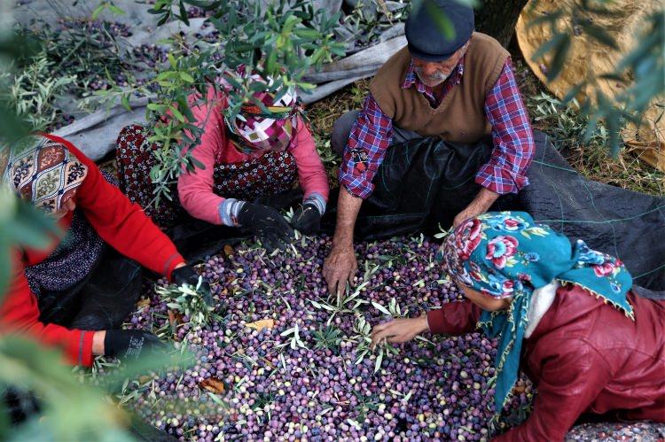 <p>- "Ege'nin kalitesini Mut zeytin ve zeytinyağıyla artırıyoruz"</p>

<p>Mut İlçe Tarım ve Orman Müdürü Ekrem Bayır da ilçenin 300 bin dekar tarım arazisinde zeytin üretiminin yapıldığını ifade etti. </p>
