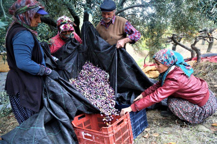 <p>"Sağlık zeytinden, zeytin Mut'tan" sloganıyla çalışmaların devam ettiğine değinen Bayır, son yıllarda ilçenin ürünlerine talebin arttığını bildirdi. </p>

<p>Bayır, zeytin ve zeytinyağı üretiminin her yıl arttığını aktaran Bayır, şöyle devam etti:</p>
