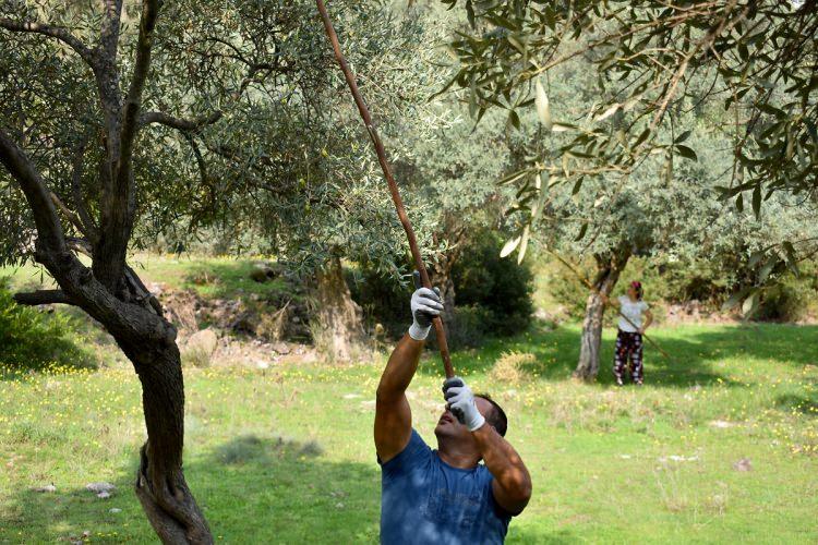 <p>Zeytincilik, T&uuml;rkiye&rsquo;de Doğu Anadolu ve İ&ccedil; Anadolu B&ouml;lgeleri dışındaki t&uuml;m b&ouml;lgelerde yapılıyor.</p>

