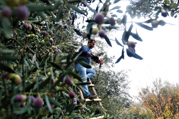 <p>Zeytin üretimi çok eskilere dayanan Mersin'in Mut ilçesinde bu yıl yaklaşık 200 bin ton zeytin, 15 bin ton zeytinyağı rekoltesi hedefleniyor. </p>
