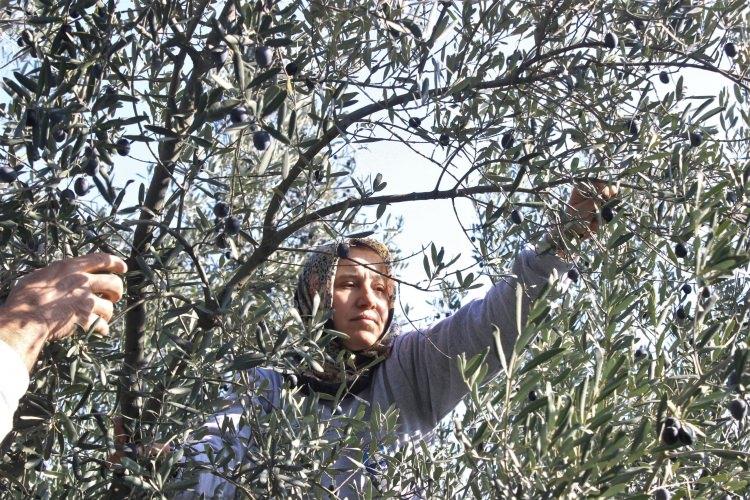 <p>Zeytin Dalı ekibimizin kontrolü altında olan ihtiyaç sahiplerine bu yağları ücretsiz olarak dağıttık.</p>
