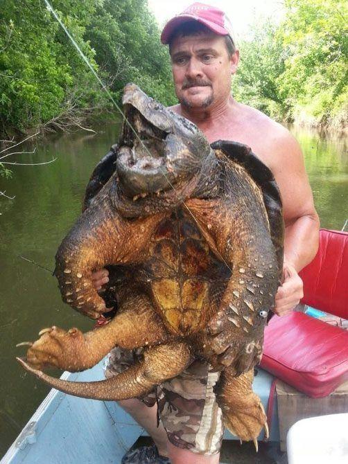 <p>Oklahoma’da bulunan Eufala Gölü’nde balık tutan Dave Harrell, oltasıyla devasa bir “timsah kapan kaplumbağası” yakaladı. Eufala Gölü’nde kedi balığı yakalamak için teknesiyle göle açıldığını belirten Dave Harrell, oltasıyla yakaladığı timsah kapan kaplumbağasını görünce şaşkına döndüğünü ifade etti...</p>