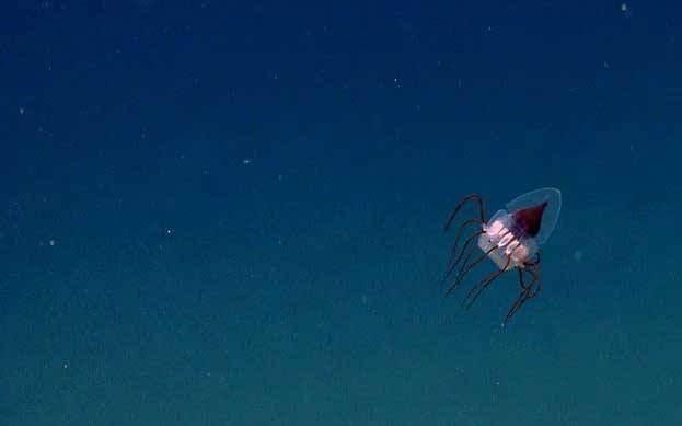 <p>Derin deniz denizanası: 2013 yılında NOAA Okeanos Explorer tarafından keşfedilen ilginç bir denizanası türü.</p>