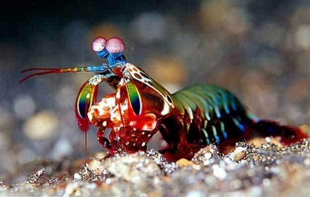 <p>Mantis karidesi: Mantis karidesinin gözünde 12 renk reseptörü vardır. Yeri geldiğinde gözleriyle 80 kph'lik bir hızla rakiplerine vurabilirler.</p>
