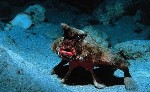 <p>Kırmızı dudaklı yarasa balığı: Galapagos adalarında denizin 30 metre ve ya daha altında bulunan bu garip görünümlü balığın boyu 40 cm' ye kadar ulaşabilir. İyi bir yüzücü olmadığı için deniz yüzeyinde yürümek için göğüs yüzgeçlerini kullanır.</p>