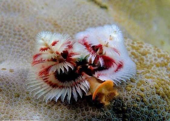 <p>Yılbaşı ağacı solucanı: Bu hayvanlar dünya üzerindeki tropikal resiflerde yaşarlar. Bu solucanlar yaklaşık 3-4 cm uzunluğundadır.</p>