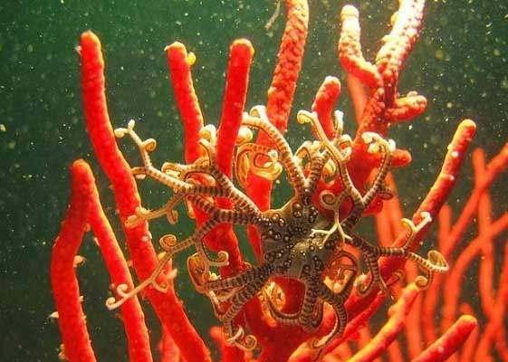 <p>Sepet yıldızı: Bu deniz yıldızı türü kollarında bulunan mikroskobik kancalarla minik avlarını yakalayıp ağzına doğru yavaşça götürür. Genellikle geceleri avlanır fakat beslenmek için gündüzü bekler.</p>