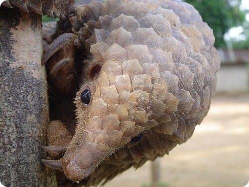 <p>Pangolin: Vücutları pullu, dişsiz memeliler. Toprak veya ağaçlar üzerinde yaşar. Karınca ve termitlerle beslenir. Tehlike anında yuvarlak olurlar.</p>
