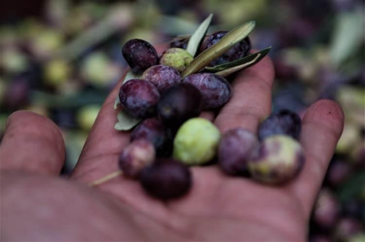<p>Firma olarak ürettikleri zeytin ve zeytinyağının Avrupa'dan talep edildiğini vurgulayan Şentürk, "Fransa, Almanya, Dubai gibi ülkelerden özel olarak sipariş alıyoruz. Mut zeytin ve zeytinyağı bilinir hale geldi. Butik zeytinyağı isteyenler de Mut'u tercih ediyor. Zeytin ve zeytinyağında ciddi bir potansiyelimiz var. Birkaç yıl içerisinde daha iyi olacak." dedi. </p>