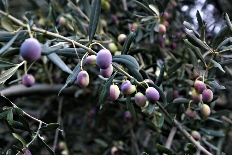 <p>"Bu yıl 200 bin ton civarında zeytin, 15 bin ton ise zeytinyağı rekoltesi hedefliyoruz. Her yıl üretimimizde ilerleme kaydediyoruz. İlçede ilaçsız zeytin üretimiz yapıyoruz. Gerek sofralık zeytin gerekse de zeytinyağında Türkiye'de ilçemiz adından söz ettiriyor. Üretimlerimiz tamamen organik. Bu nedenle Mut zeytinyağı tercih ediliyor. İlçemiz son yıllarda zeytin ve zeytinyağında ülkemizin parlayan yıldızı haline gelmiştir. Ege Bölgesi'nde bulunan büyük firmalar ilçemizden zeytin ve zeytinyağı alıyor. Ege'nin kalitesini Mut zeytin ve zeytinyağıyla artırıyoruz."</p>