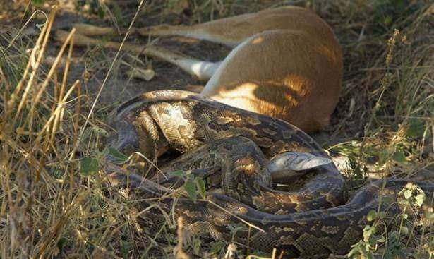 <p>24 saat süren bu yutuş, safariye çıkanlar tarafından görüntülendi.</p>
