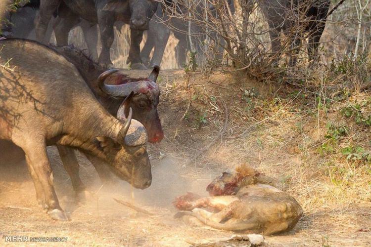 <p>Aslanların sürü ile saldırdığı bilinirken bu defa aslan tek başına saldırmayı denedi ancak işler çok farklı bir hale geldi.</p>

<p> </p>
