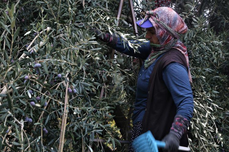 <p>Mut Kaymakamı Muammer Köken AA muhabirine yaptığı açıklamada, ilçede 15 milyon zeytin ağacı bulunduğunu söyledi.</p>
