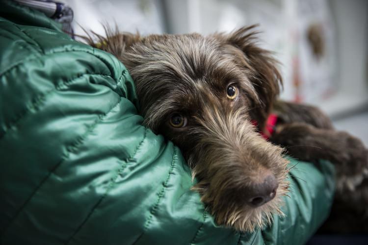 <p>Rahatsızlığı nedeniyle yürüyemeyen ve sahiplerince terk edilen Einstein isimli köpek, kendisini yol kenarında bulan bir hayvansever sayesinde tedavi ettirilerek, yeniden hayata tutundu. </p>

