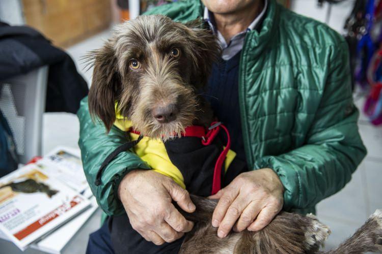 <p>Ankara'nın Çankaya ilçesinde yaşayan emekli devlet memuru hayvansever Ali Hüdaverdi, yürüme yetisini kaybetmek üzereyken bulduğu "İtalian spinoni terrieri" cinsi köpeği yaşama bağladı.</p>
