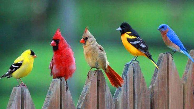 <p>Gördüğünüzde hayran kalacağınız birbirinden farklı 30 kuş türünün yavrularıyla çekilen harika fotoğrafları...</p>
