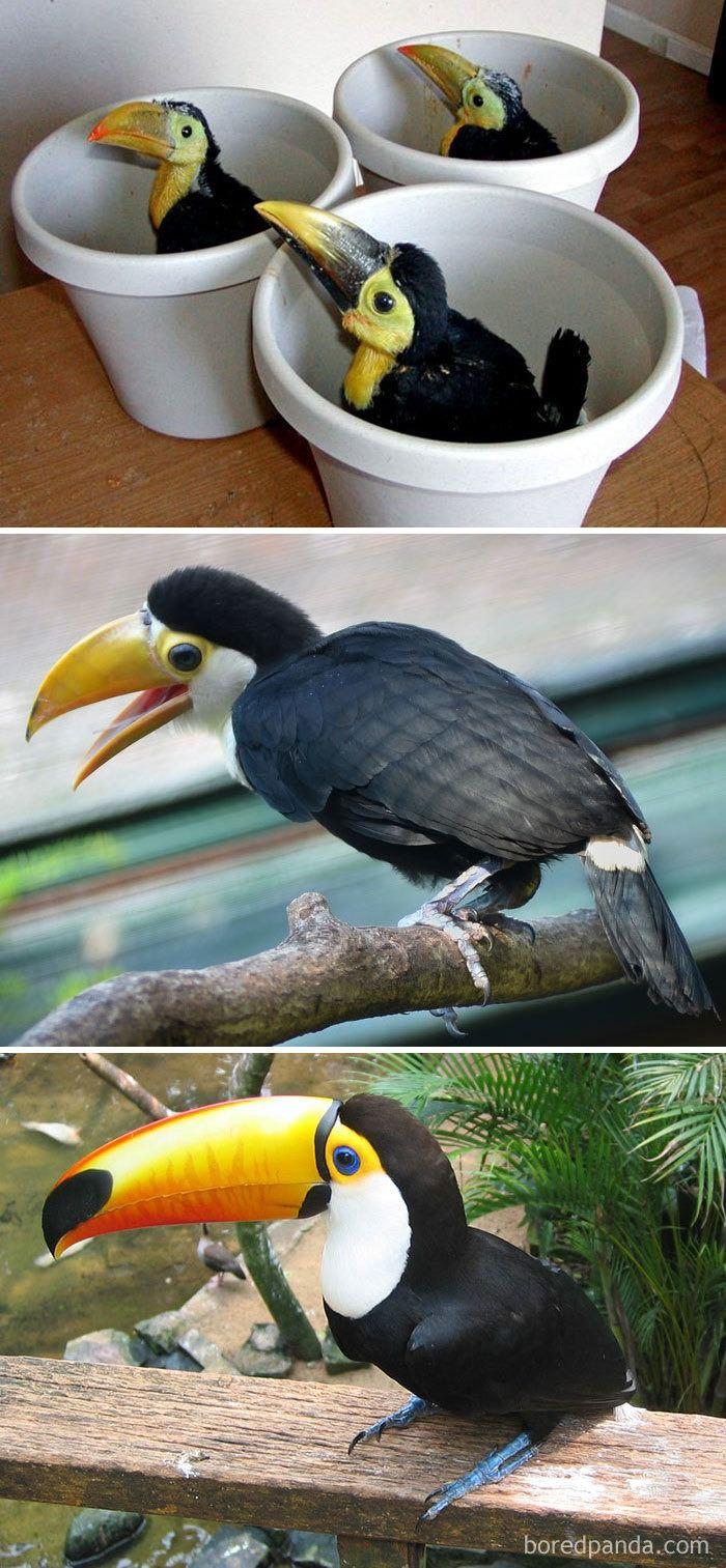 <p><strong>5. Toco Toucan</strong></p>

<p> </p>
