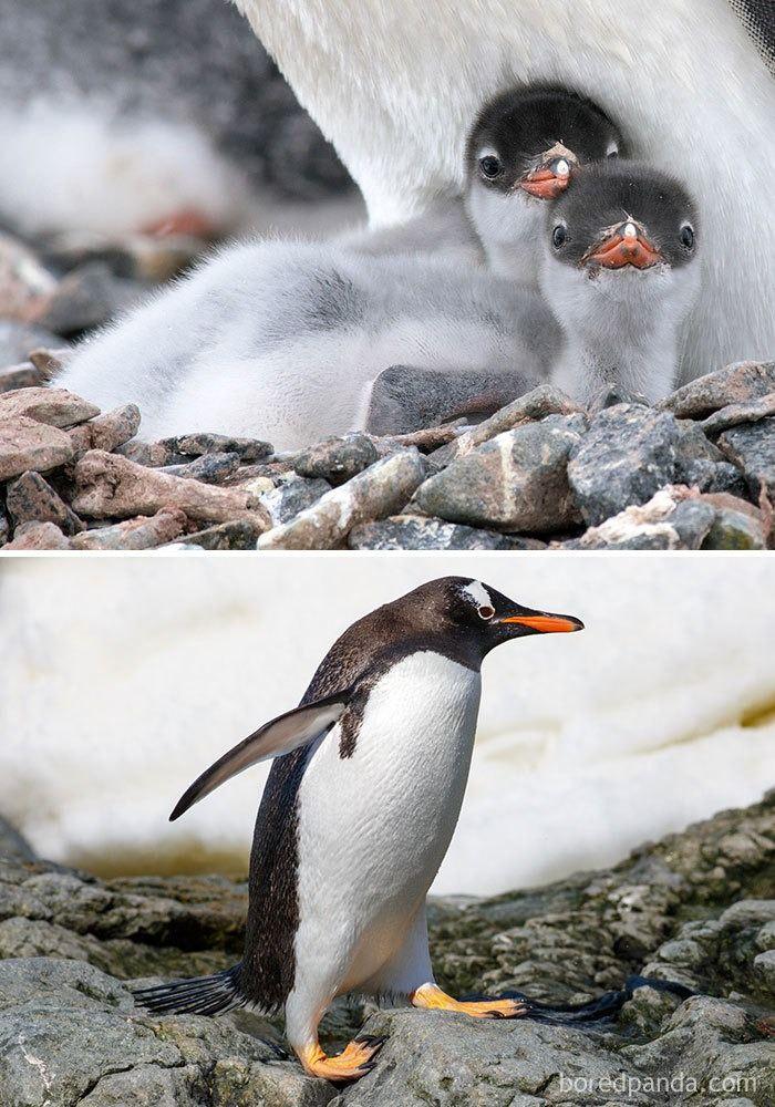 <p><strong>26. Gentoo Pengueni</strong></p>

<p> </p>
