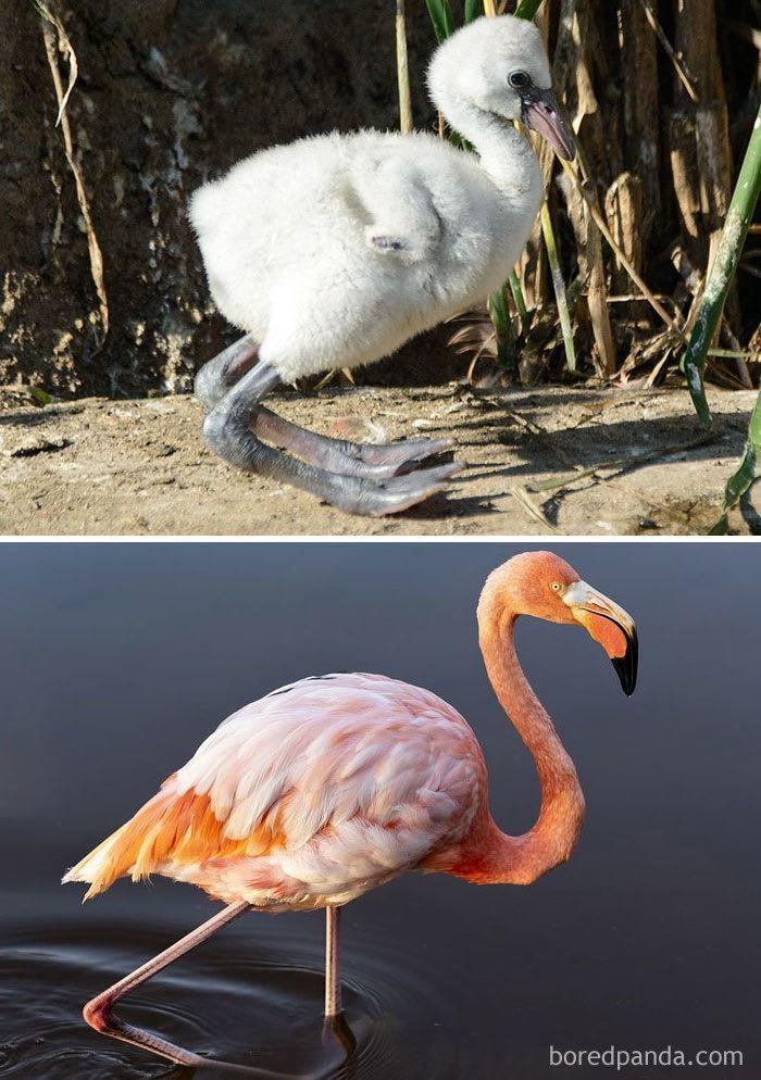 <p><strong>30. </strong>Flamingo</p>
