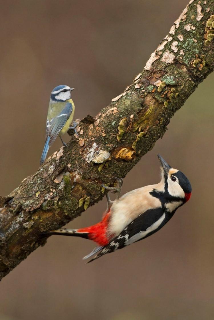 <p>Mavi baştankara büyük bir ağaçkakan ile birlikte</p>

<p> </p>
