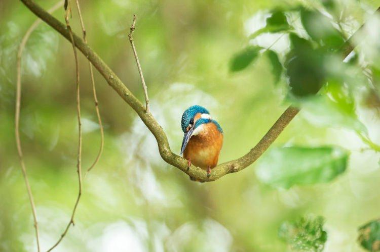 <p>Kingfisher ağaçlardan birine daldı.</p>

<p> </p>
