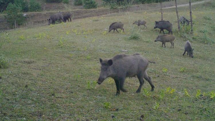 <p>- "Yükselti hem bitki hem de hayvan çeşitliliğini zengin kılıyor"</p>
<p>Artvin Çoruh Üniversitesi (AÇÜ) Orman Fakültesi Orman Mühendisliği Bölümü Orman Entomolojisi ve Koruma Ana Bilim Dalı Öğretim Üyesi Prof. Dr. Temel Göktürk, AA muhabirine yaptığı açıklamada, 23 yıldır bölgede yaban hayatı ve böcekler konusunda çalışmalar yürüttüğünü söyledi.</p>