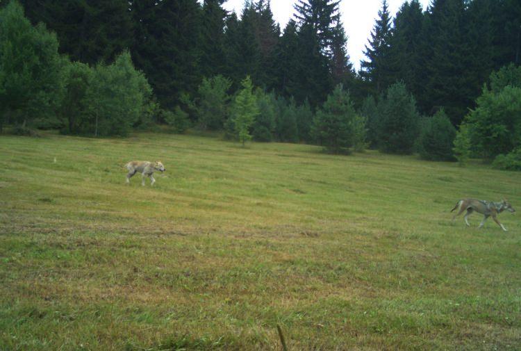 <p>"Hayvan kaçakçılığından etkilenecek türler içerisinde Artvin'in nadir sessiz kanatlıları kelebekler yer almaktadır. Son yıllarda Artvin'de kelebek kaçakçılığıyla ilgili de birçok vaka tespit edilmiştir. Biyokaçakçılığı önlemek için gerek yasal gerekse kamuoyunu aydınlatma olarak birçok faaliyette bulunmamız gerekiyor. Yasal yükümlülüklerin ve suçların ağırlaştırılması, kamudaki insanların da bu konuda bilinçlendirilmesi lazım."</p>

<p> </p>
