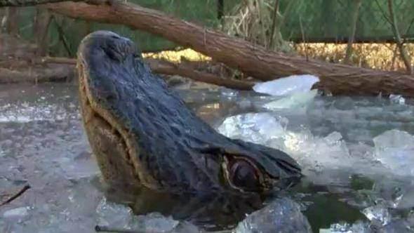 <p>Ancak South Carolina Akvaryum’a göre, yine de su içiyorlar ve sıcak günlerde güneşlenmek için gün ışığına çıkıyorlar.</p>