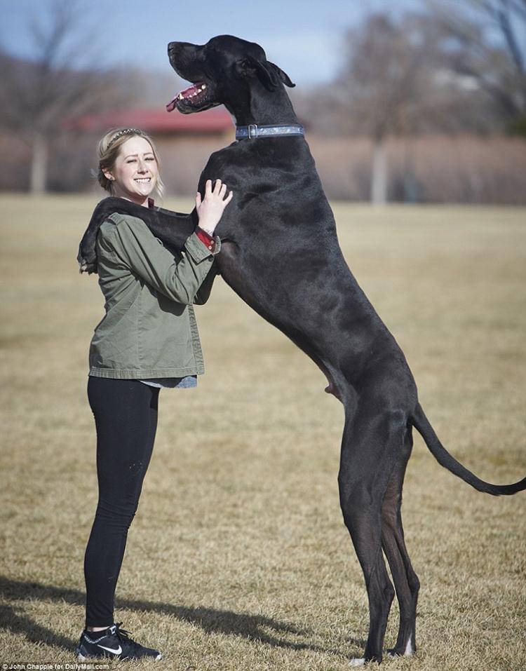 <p>Great Dane</p>
