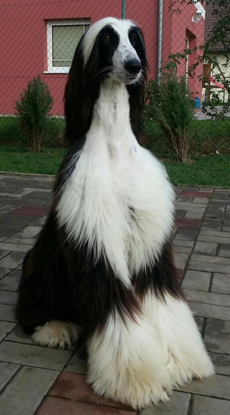 <p>Afghan Hound</p>
