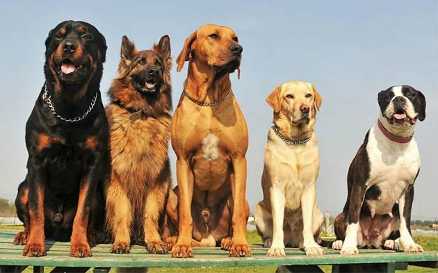 <p>Dünyanın en iyi arkadaşları olarak da bilinen köpekler, yüzyıllardır bir çok farklı görev ve yetenekleri ile nam salmıştır. </p>
