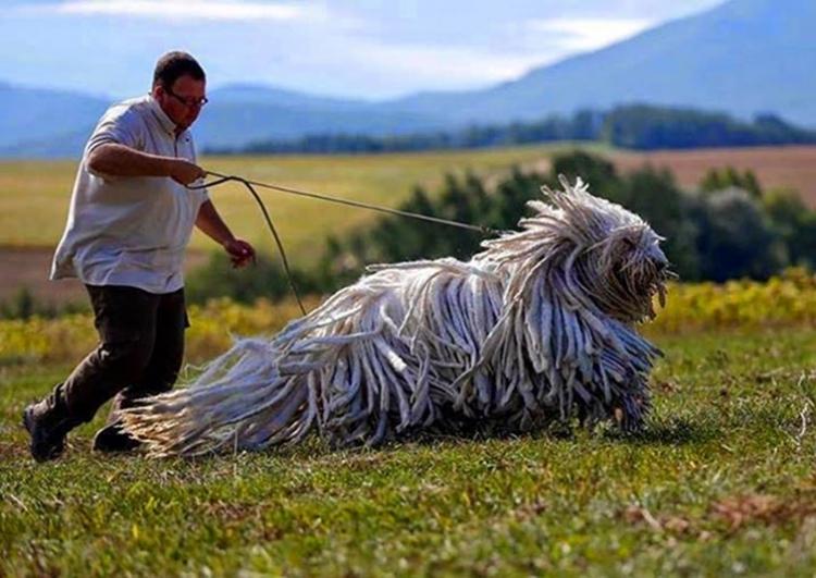 <p>Komondor</p>
