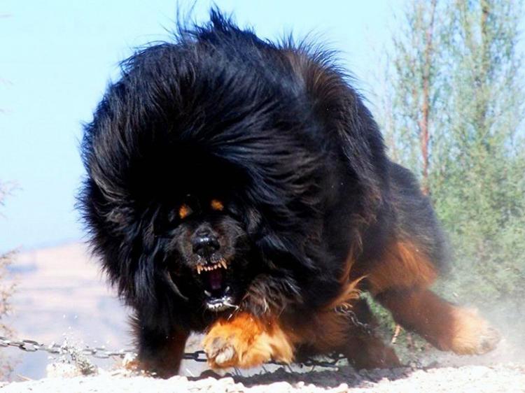 <p>Tibetan Mastiff</p>

<p> </p>
