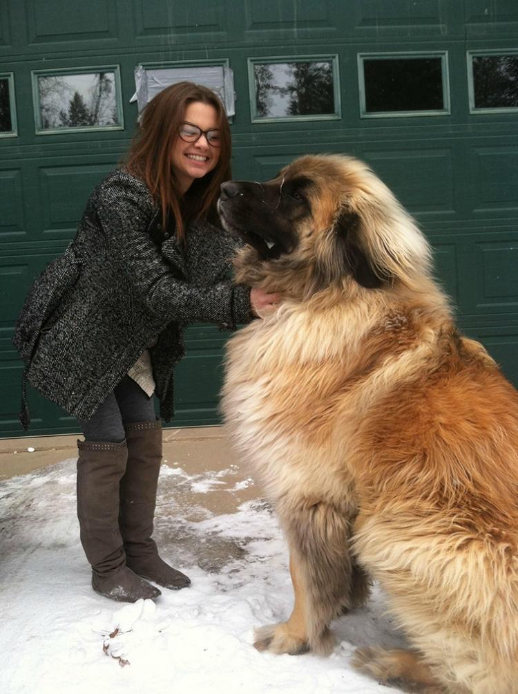 <p>Leonberger</p>
