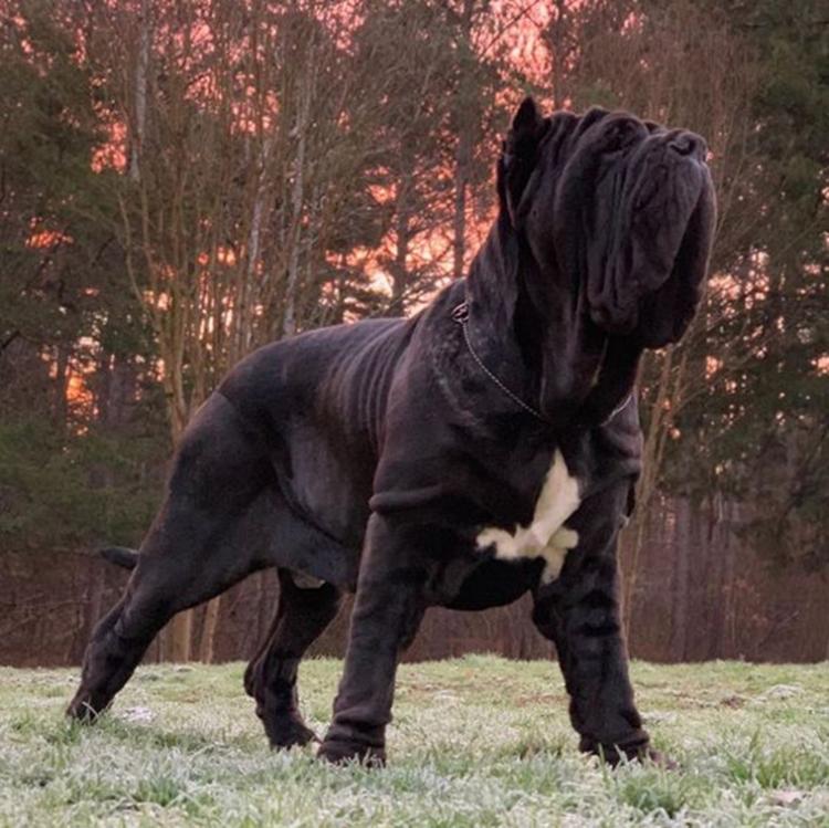 <p>Neapolitan Mastiff</p>
