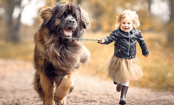<p>İnsanlar ile en yakın bağ kurabilen hayvanların başında gelmekte olan köpekler oldukça itaatkar, sadık, koruyucu ve eğlenceli kişiliği ile bilinmektedir. </p>
