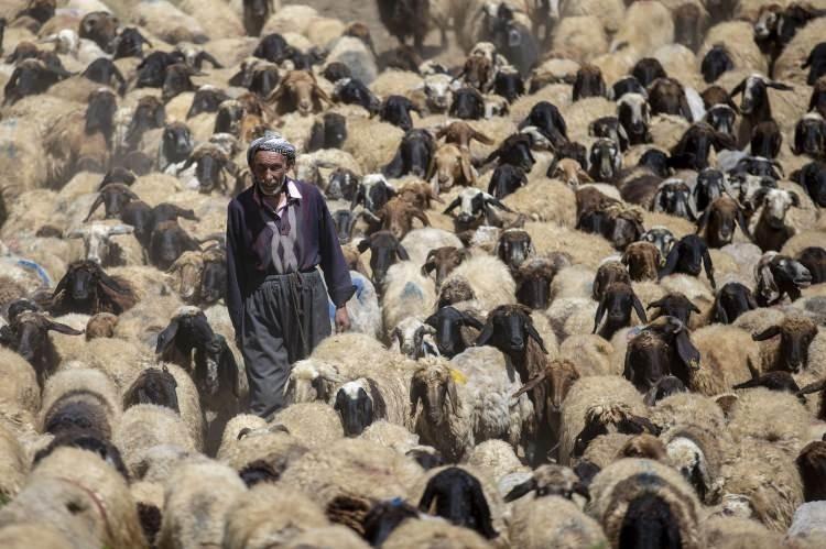 <p>Besiciler Faraşin Yaylası’nda</p>
<p>Şırnak`ın Beytüşşebap ilçesinde güvenliğin tesis edilmesiyle artık "huzur yaylası" olarak anılan Hakkari ve Van sınırları arasında yer alan 2 bin 625 rakımlı Faraşin Yaylası`na göçerlerin ilgisi artıyor.</p>
<p>Hasan Namlı</p>
<p> </p>
<p> </p>